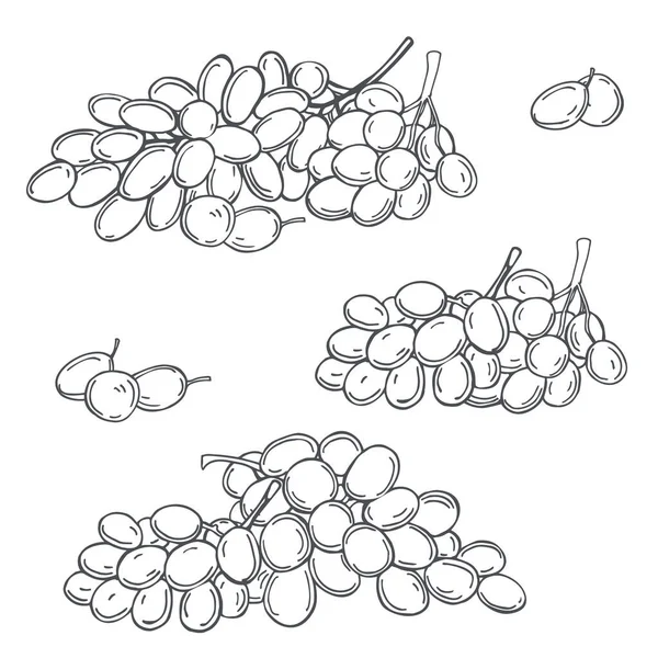 Handgezeichnete Trauben Auf Weißem Hintergrund Vektorskizze Als Illustration — Stockvektor