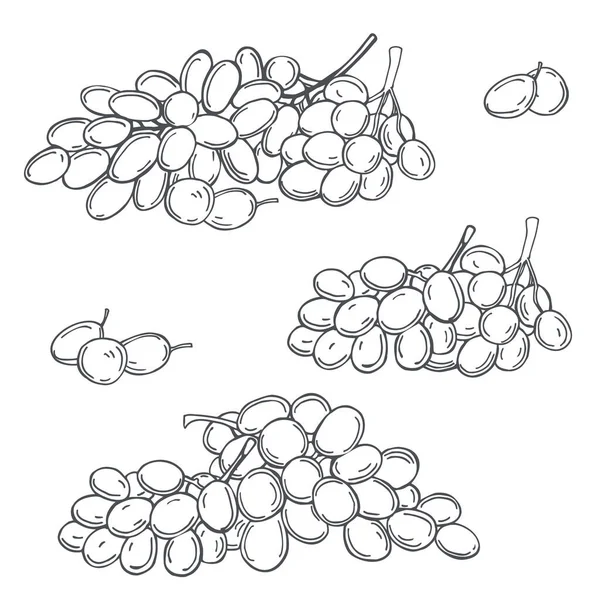 Uvas Dibujadas Mano Sobre Fondo Blanco Dibujo Vectorial Ilustración — Vector de stock