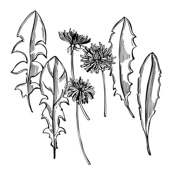 Pissenlit Dessiné Main Herbes Médicinales Feuilles Fleurs Illustration Croquis Vectoriels — Image vectorielle