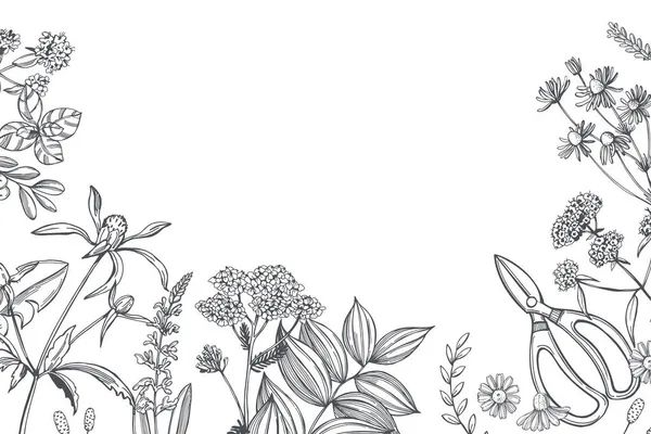 手で薬草を描いた ベクトル背景 スケッチイラスト — ストックベクタ