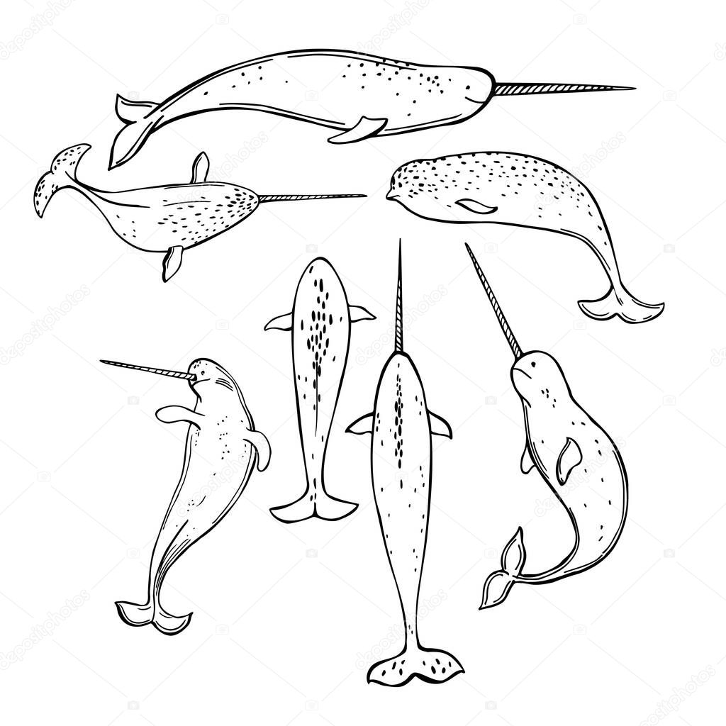 Hand draw narwhal (Monodon monoceros). Vector sketch  illustration.