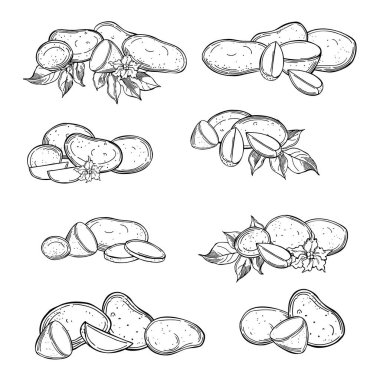 El yapımı patates takımı. Patates çubukları ve yapraklar. Vektör çizimi çizimi.
