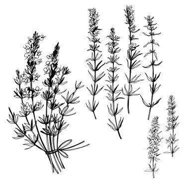  El yapımı baharatlı otlar. Hyssop (Hyssopus Officinalis). Vektör çizimi çizimi.