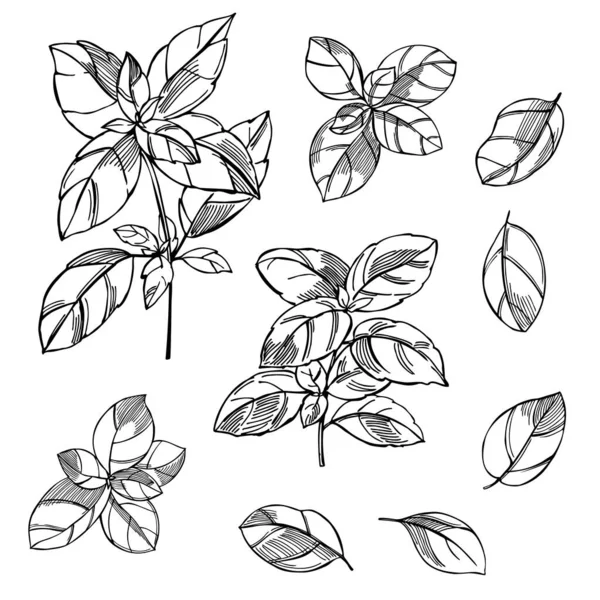 Hierbas Picantes Hechas Mano Basilio Ocimum Basilicum Dibujo Vectorial Ilustración — Vector de stock