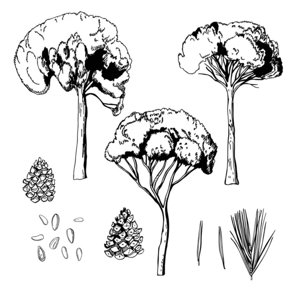 Handgetekende Pinia Italiaanse Pijnboom Notenboom Pinus Pinea Vector Schets Illustratie — Stockvector