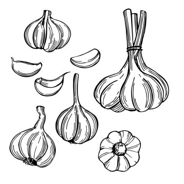 El yapımı sarımsak seti. Vektör çizimi çizimi