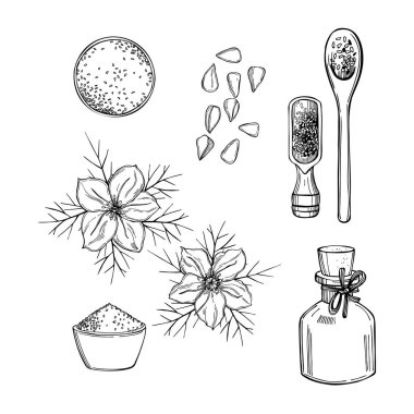 El yapımı siyah kimyon seti. Çiçekler, yağ ve tohumlar. Vektör çizimi çizimi 