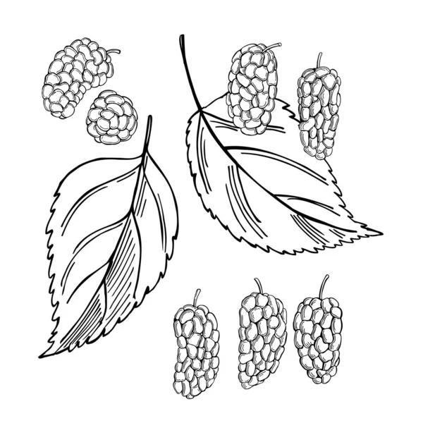 Handgezeichnete Beeren Maulbeere Auf Weißem Hintergrund Vektorskizze Als Illustration — Stockvektor
