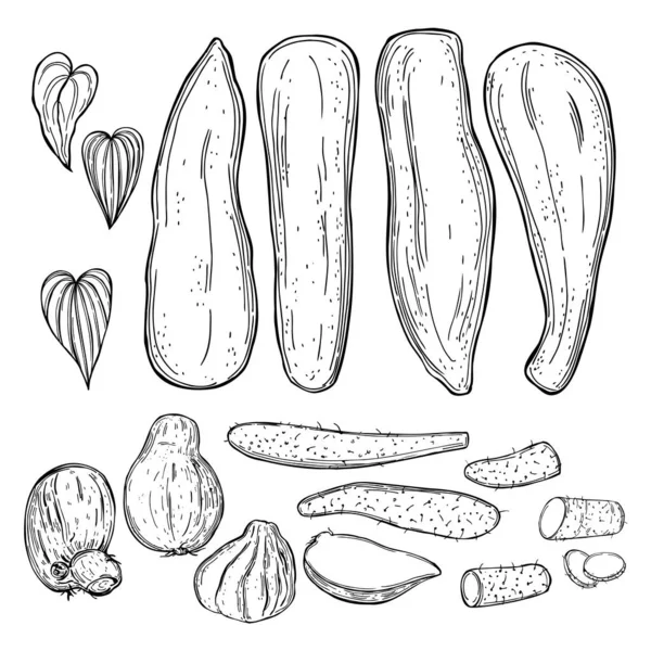 Hand Drawn Yam Brazilian Potato Dioscorea Set Vector Sketch Illustration —  Vetores de Stock