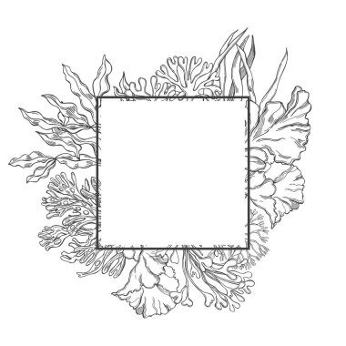 Beyaz arka planda elle çizilmiş yenilebilir algler. Vektör çerçevesi.