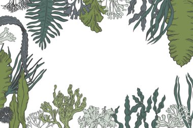 El yapımı yenilebilir yosun. Vektör arkaplanı.