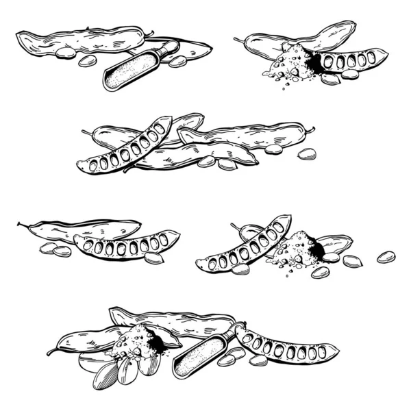 Frutos Alfarroba Desenhados Mão Ceratonia Siliqua Desenho Vetorial Ilustração — Vetor de Stock