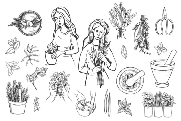 Hand Drawn Herbalist Set Medicinal Herbs Alternative Medicine Vector Sketch Royalty Free Stock Illustrations