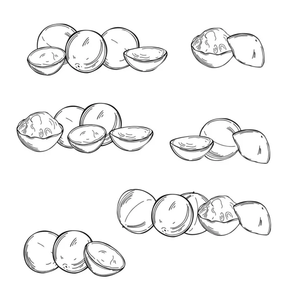 Frutos Jaboticaba Dibujados Mano Uva Brasileña Plinia Cauliflora Dibujo Vectorial — Archivo Imágenes Vectoriales