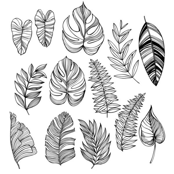 Feuilles Tropicales Dessinées Main Illustration Croquis Vectoriels — Image vectorielle