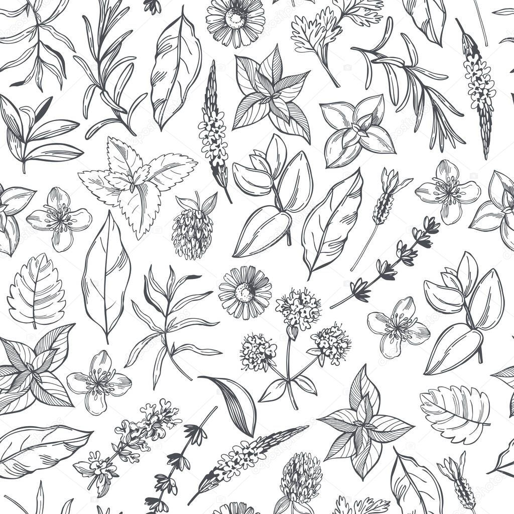 Hand-drawn medicinal herbs.  Vector  seamless pattern. 