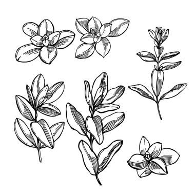  El yapımı baharatlı otlar. Marjoram. Vektör çizimi çizimi.