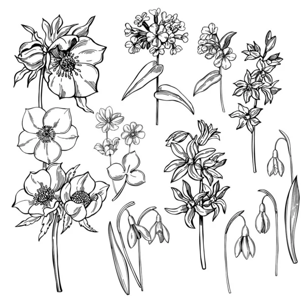 Flores Primavera Dibujadas Mano Dibujo Vectorial Ilustración — Archivo Imágenes Vectoriales