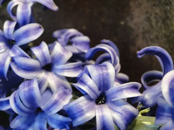 Giacinto blu — Foto Stock