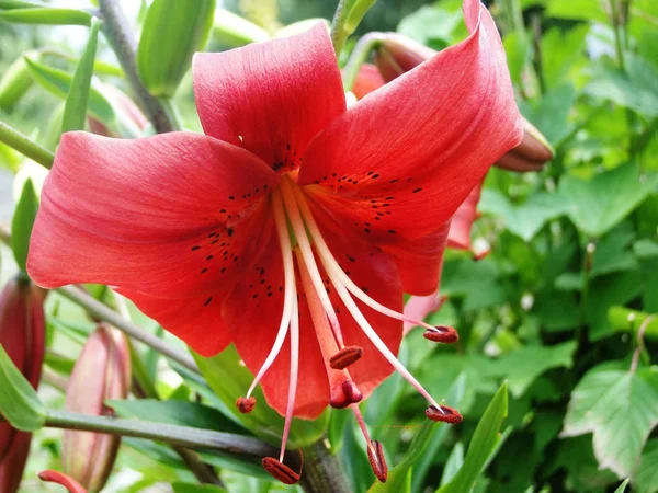 Lily and dahlia — Stock Photo, Image