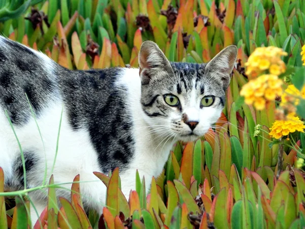 çiçekler içinde kedi