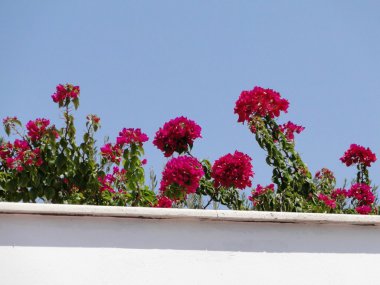 bitkiler, palmiye ağaçları, kaktüsler, sardunyalar, Aster