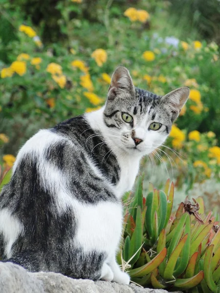 taş duvar kedi