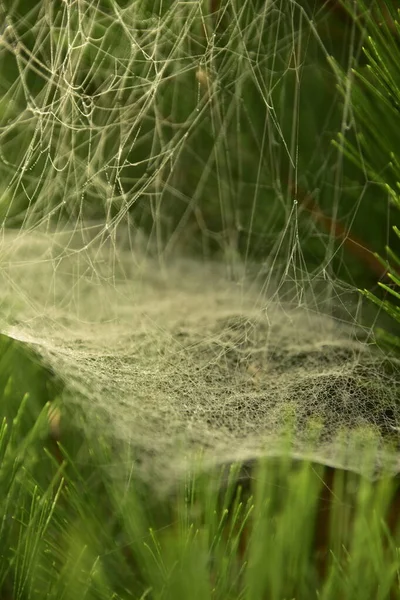 Bahçedeki bir çam ağacında sonbahar çiğ tanecikleri arasında bir örümcek ağı.