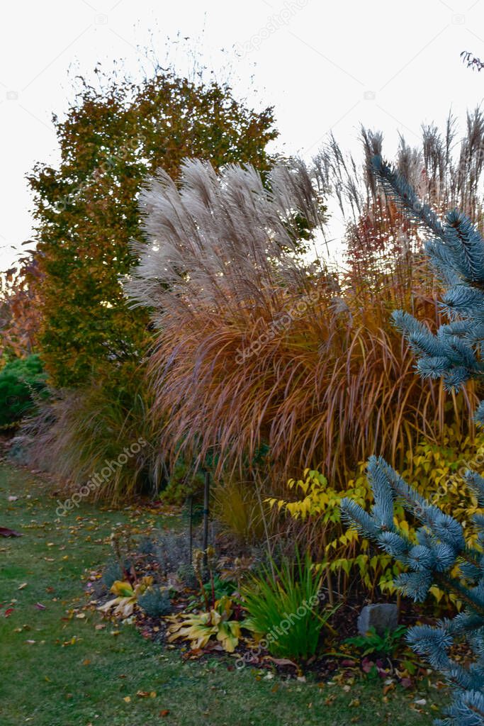 A beautiful garden in rich autumn colors, with red, yellow and orange colors on an autumn morning.