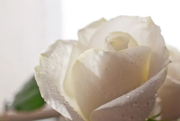 盛开的白玫瑰 — 图库照片