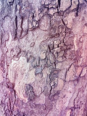 Grunge Ağaç Kabuğu dokusu