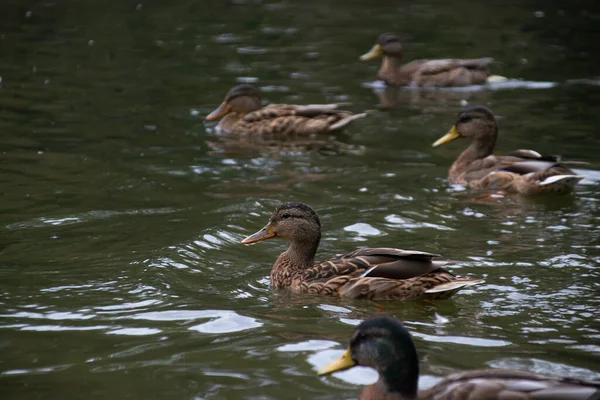 鸭子在城市公园的池塘里游泳 — 图库照片
