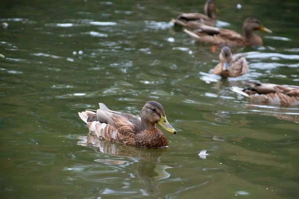 Ördekler şehir parkının göletinde yüzerler.