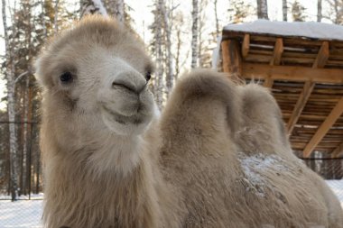 the muzzle of a light camel in close-up on a winter farm