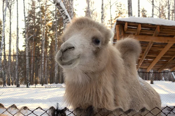 Muzzle Light Camel Close Winter Farm — стоковое фото