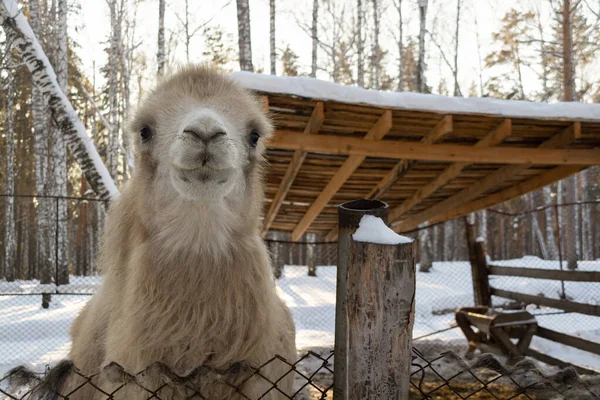 Muzzle Light Camel Close Winter Farm — Foto de Stock