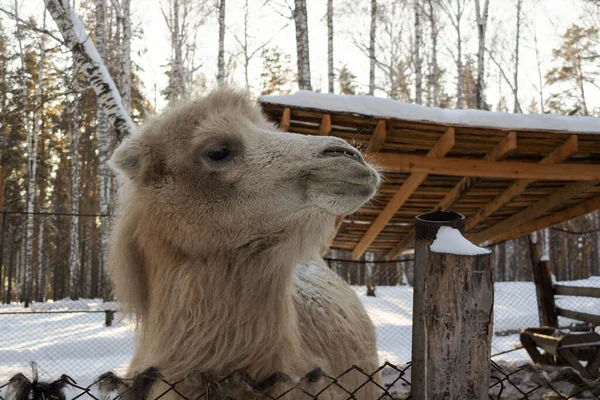 Muzzle Light Camel Close Winter Farm — стоковое фото