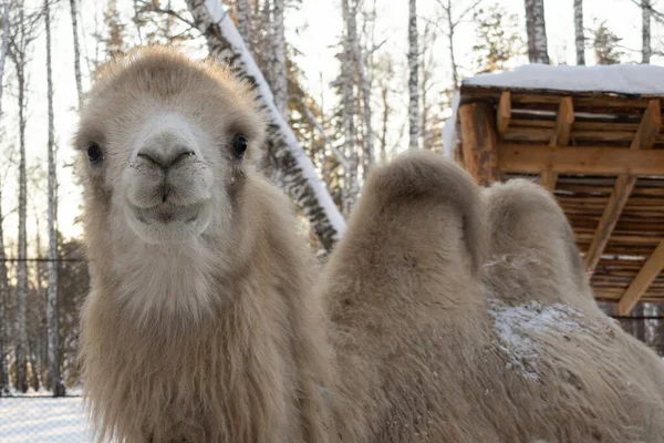 Muzzle Light Camel Close Winter Farm — Stock Fotó