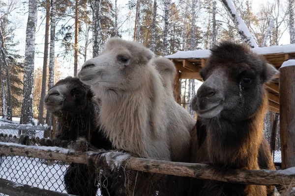 A group of brown and white camels in close-up on a winter farm. — Stock Fotó