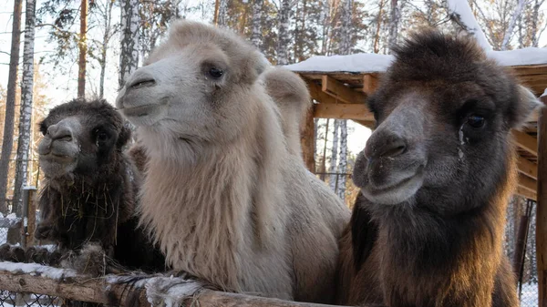 A group of brown and white camels in close-up on a winter farm. — Foto de Stock