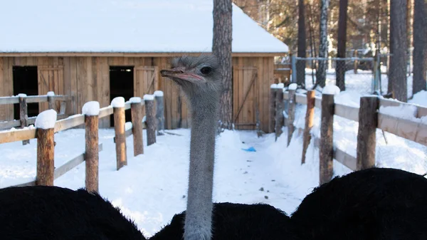 Portrait Smiling Ostrich Winter Park Ostrich Farm — Stock Fotó