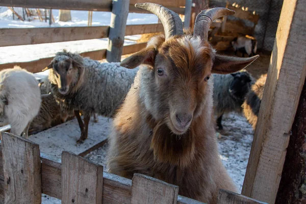 Funny Mountain Goat Close Winter Farm — Stok fotoğraf
