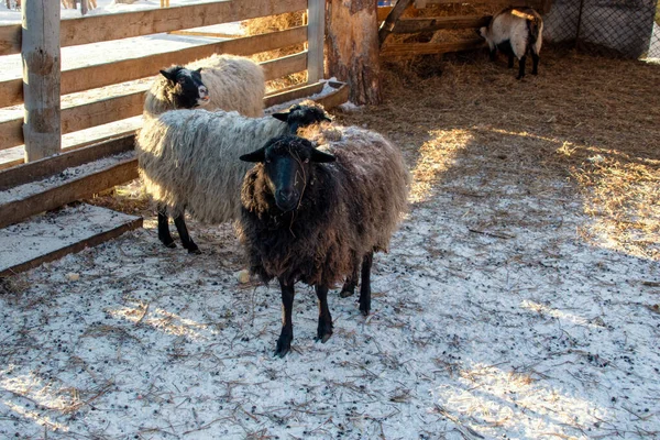 White Brown Sheep Farm Winter — Stok fotoğraf