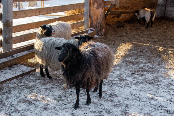 White Brown Sheep Farm Winter — Stok fotoğraf