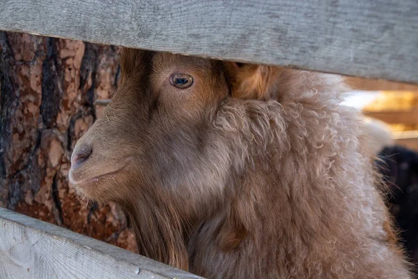 Funny Mountain Goat Close Winter Farm — Stock Fotó