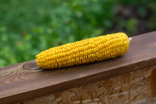 Fresh Ripe Ear Corn Lies Board Background Green Garden — Stock Fotó