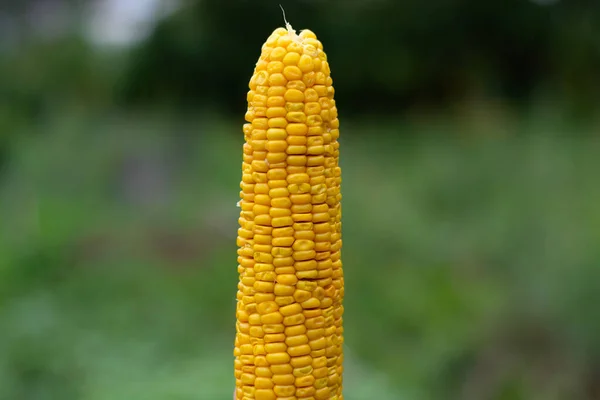Fresh Ripe Corn Cob Background Green Garden — Stockfoto
