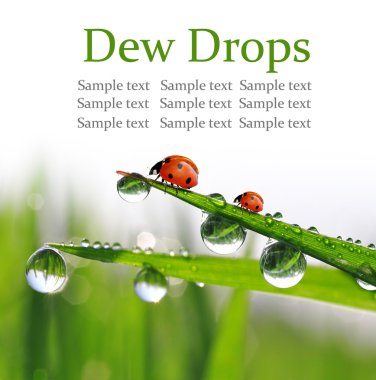 çiğ ve uğur böceği