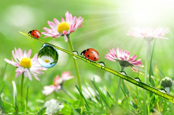 Dew dan Ladybird — Stok Foto