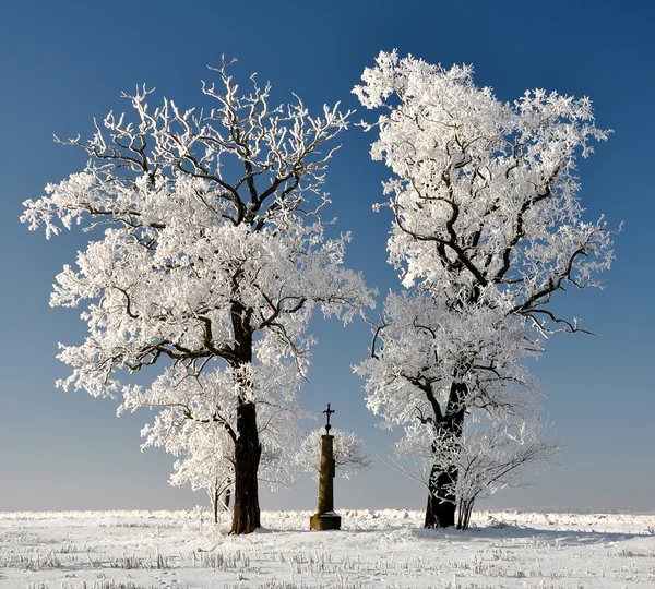 Arbre d'hiver — Photo